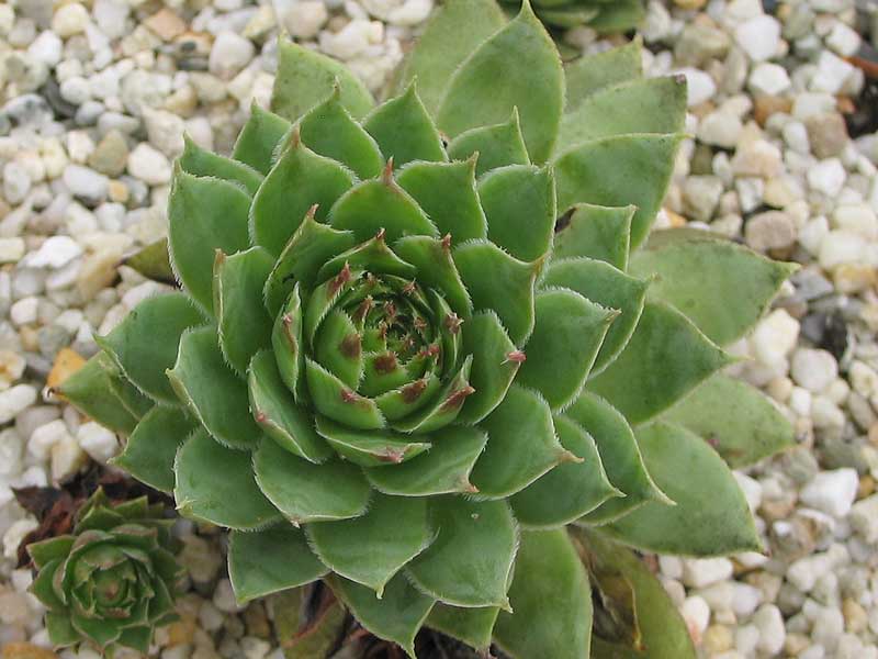 tectorum var. tectorum (alpinum) from Chambara