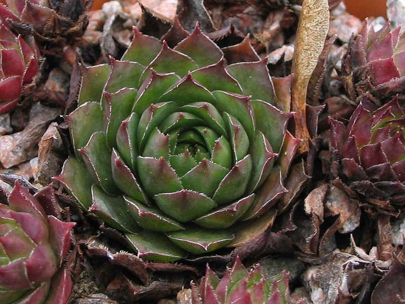 tectorum var. tectorum (glaucum) from Tirol
