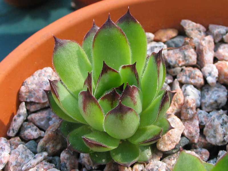 tectorum var. tectorum (glaucum) from Tirol
