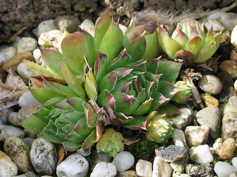 tectorum var. tectorum (andreanum)