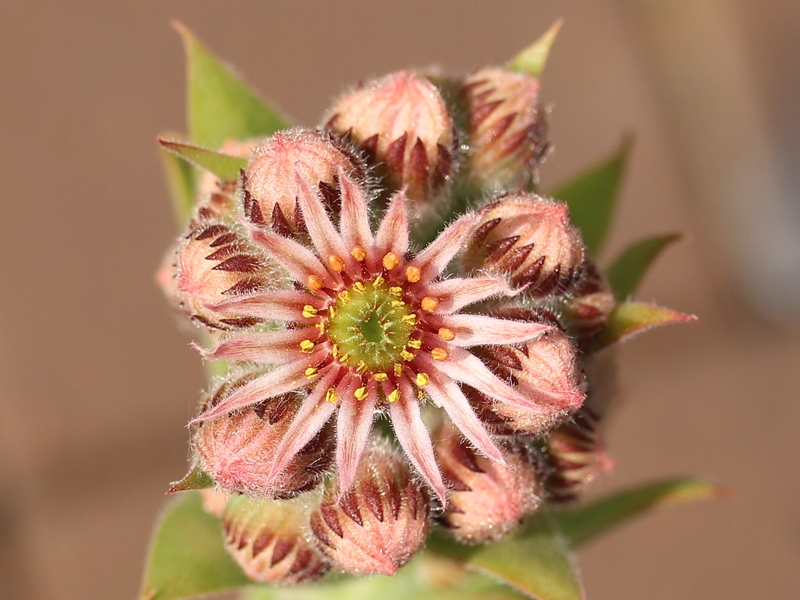 tectorum var. tectorum (alpinum) from Chambara