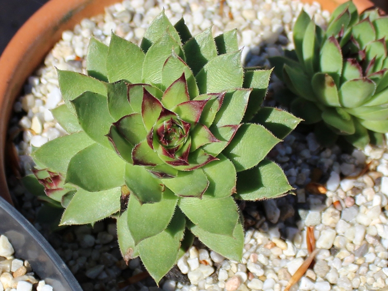 tectorum var. tectorum (alpinum) from Chambara