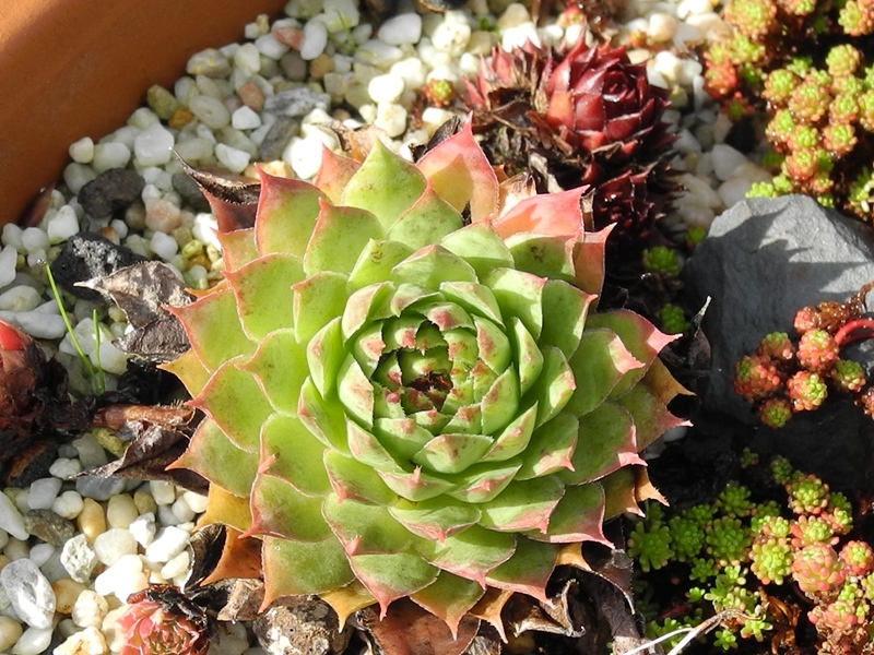 tectorum var. tectorum (alpinum) from Chambara