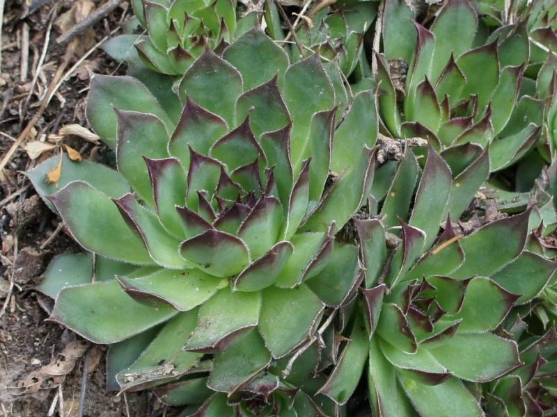 tectorum var. tectorum from Säbener Berg