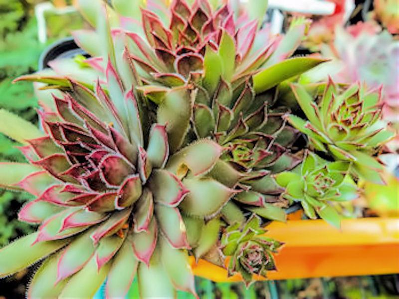tectorum (degenii)