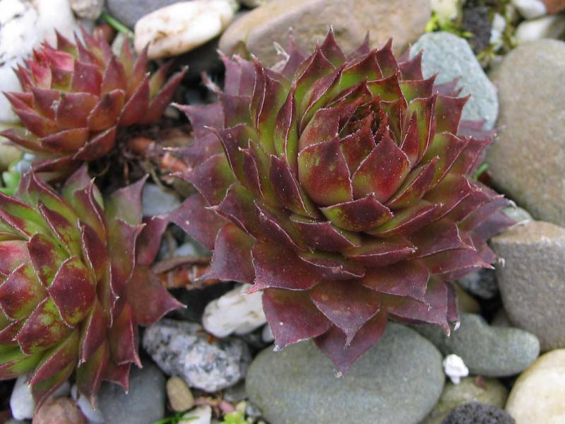 tectorum (spinosum)