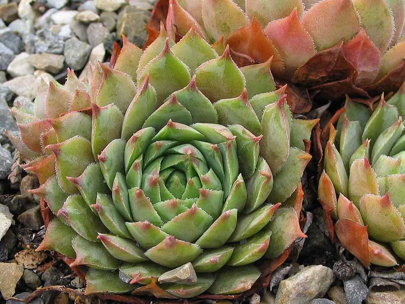 tectorum from Grauson