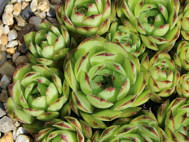 tectorum from Leiferer