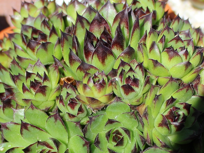 tectorum from Marchastel