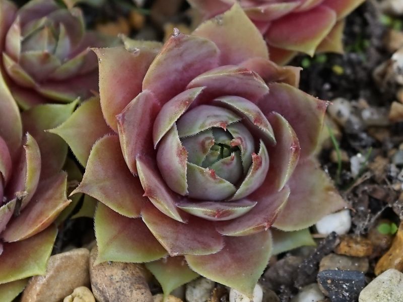 Korspel Pink