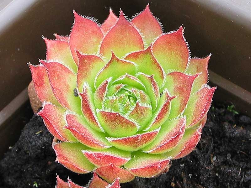 versicolor