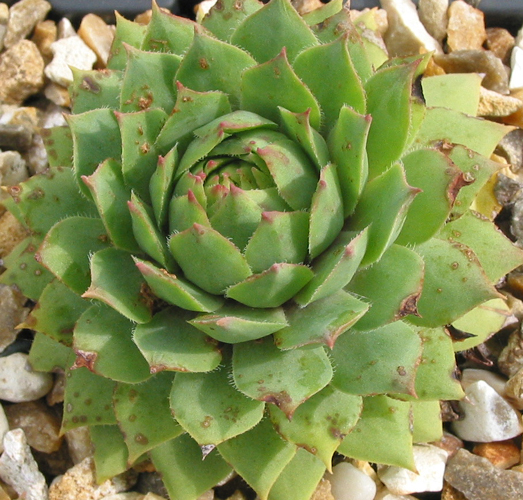 wulfenii