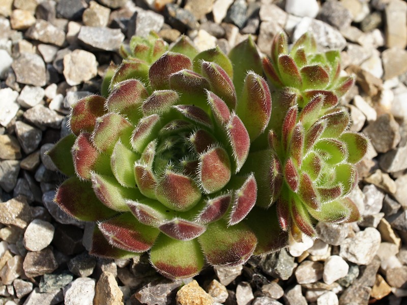 Corazon