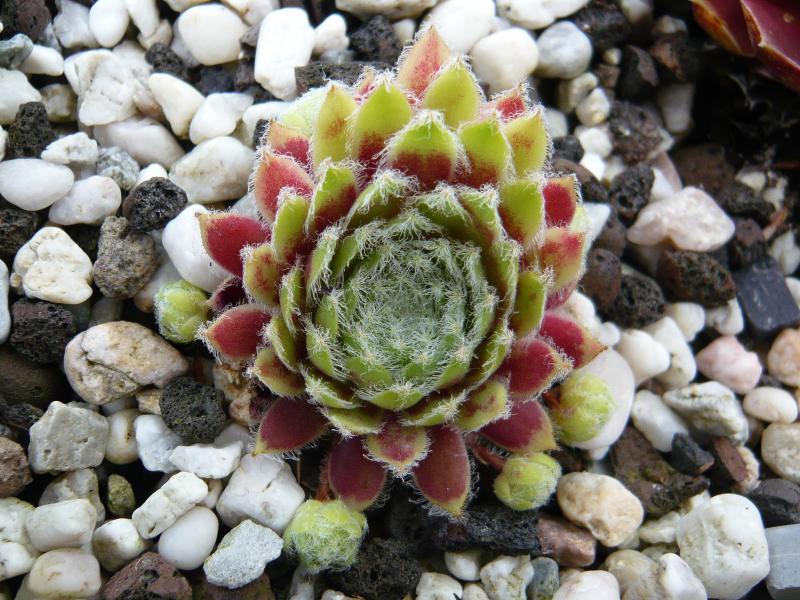 Korspel Beauty