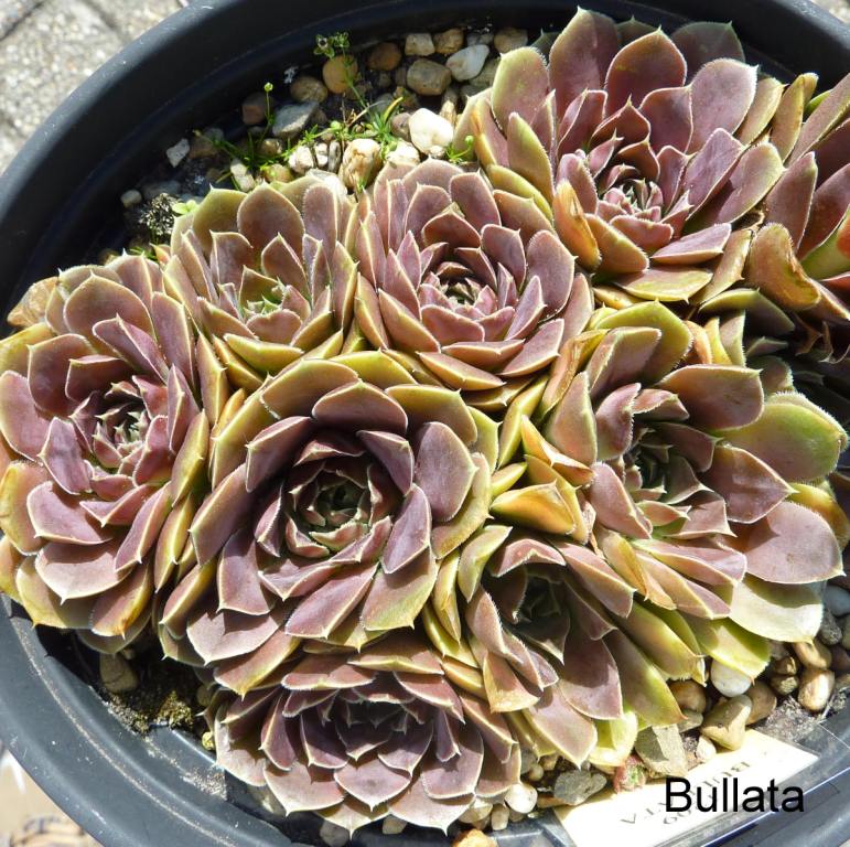 Bullata / Jovi