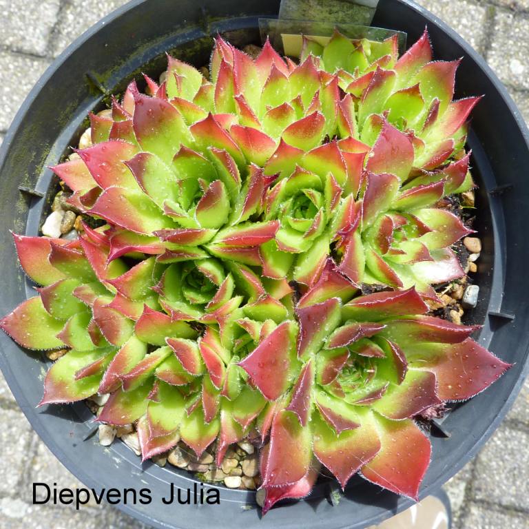 Diepvens Julia / Jovi