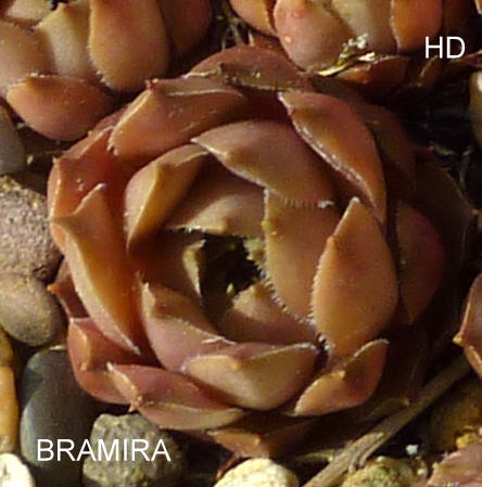 Bramira