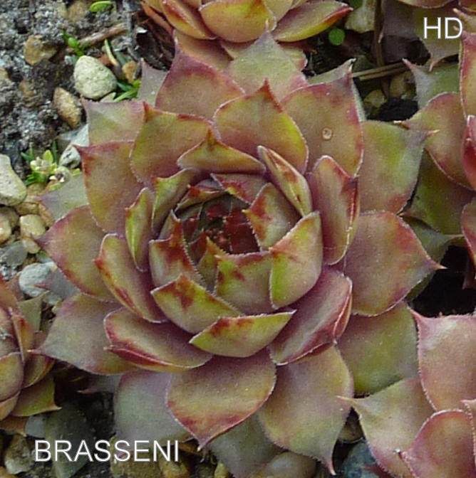 Brasseni