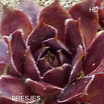 Bresjes