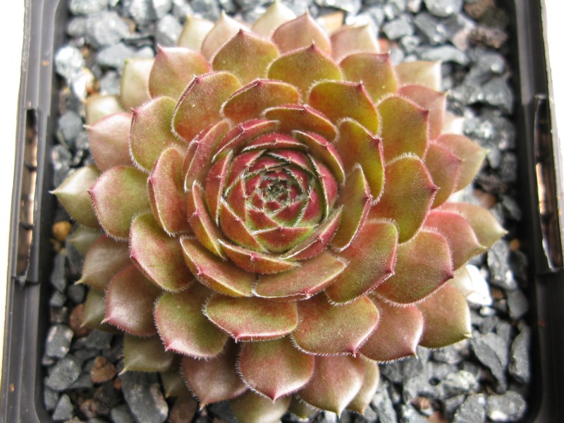 Haccombe Ruby