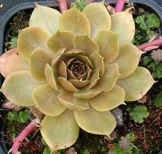 Brunneifolium