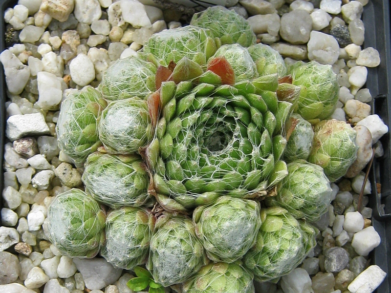 Blütenwolke