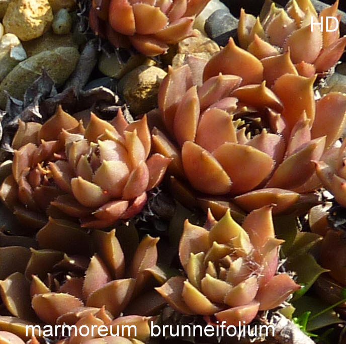 Brunneifolium