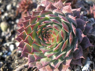 Buntstachel