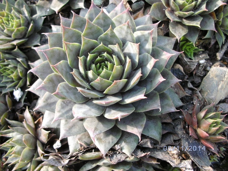 Braunella
