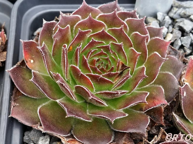 Brilland Red Brun