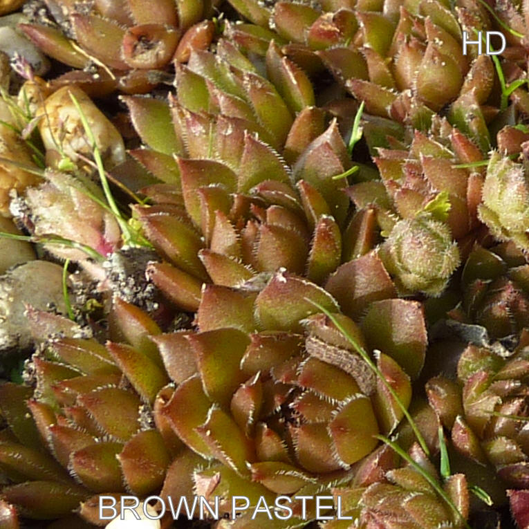 Brown Pastel