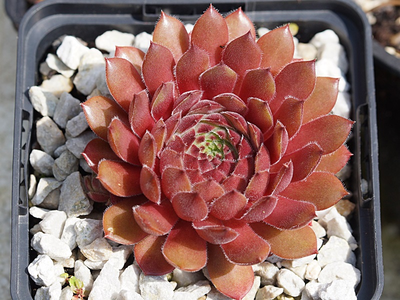 Haccombe Ruby