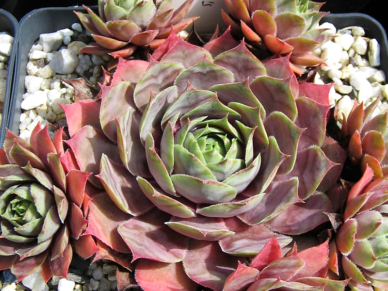 Bowles' Giant