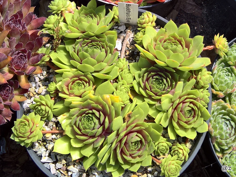 Buddha's Eye
