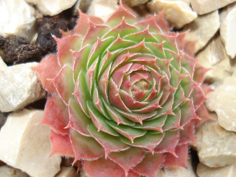 Butterbur
