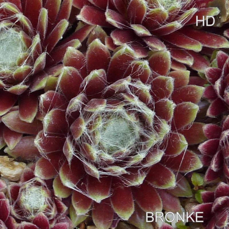 Bronke