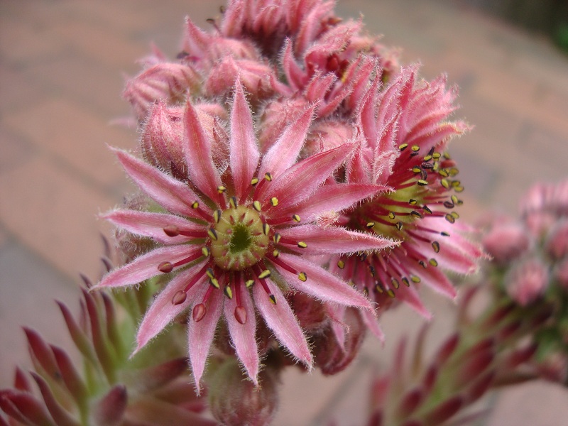 Butterbur