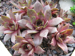 Braunella