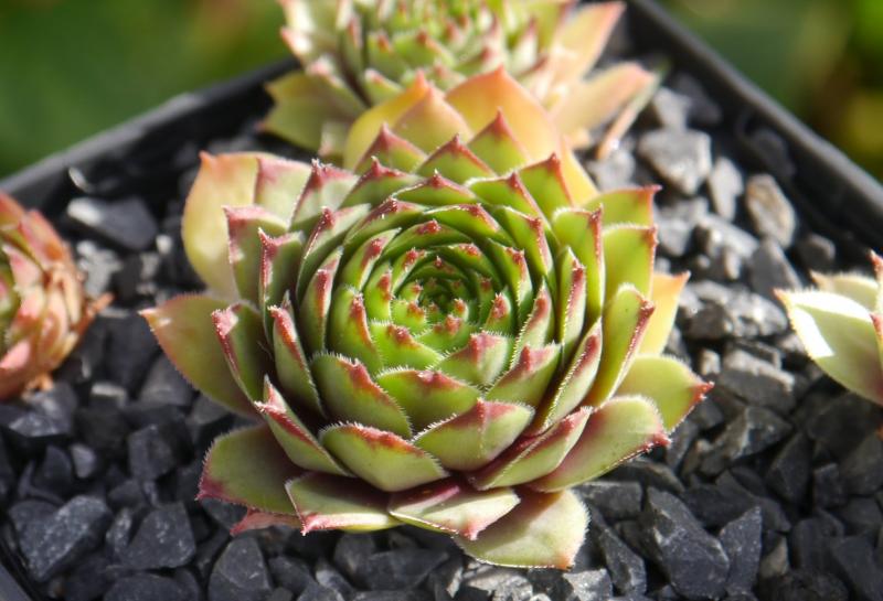 Buddha's Eye