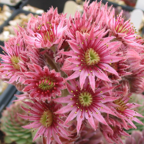 Butterbur