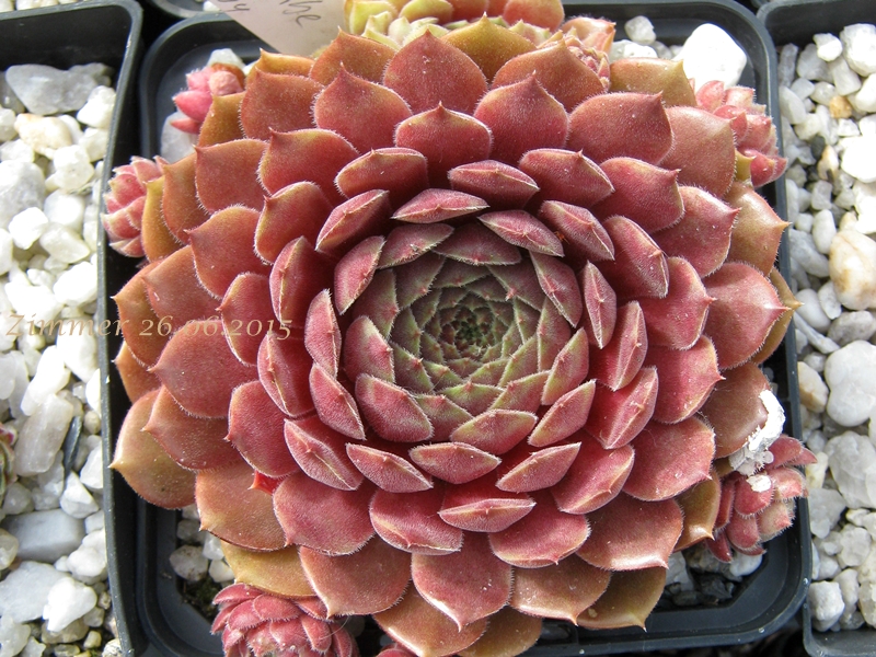 Haccombe Ruby