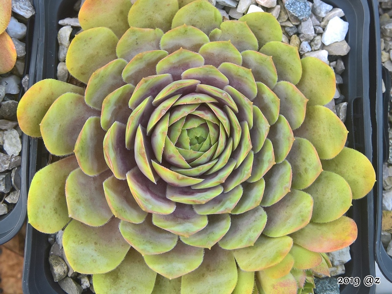 Blue Rockoon
