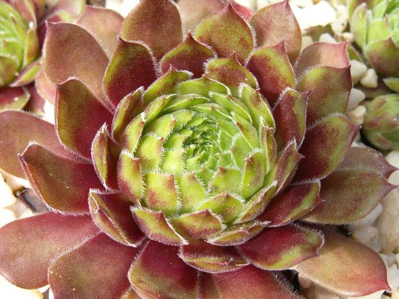 Brilland Red Brun