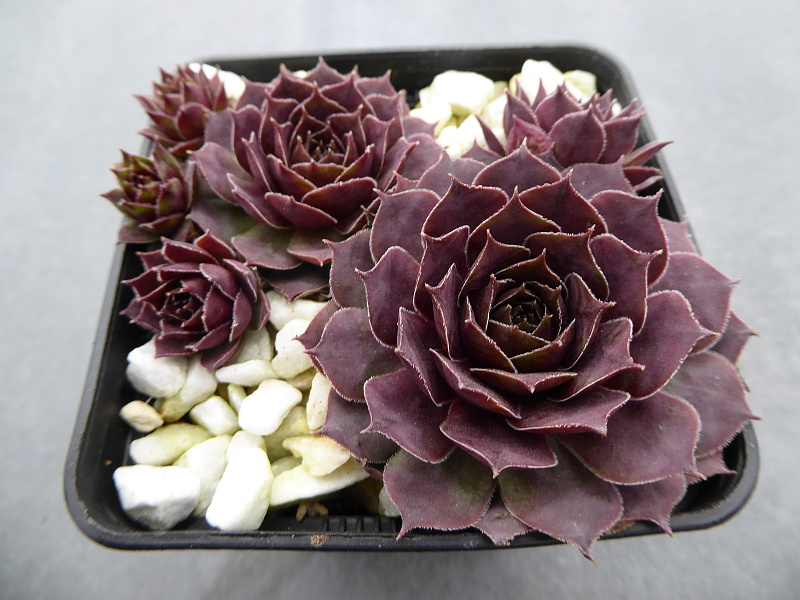 Blackcurrant Ice