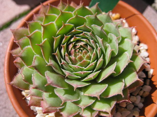 Butterbur