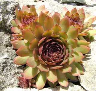 Butterbur