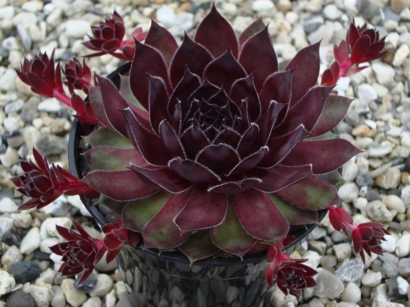 Blackcurrant Ice