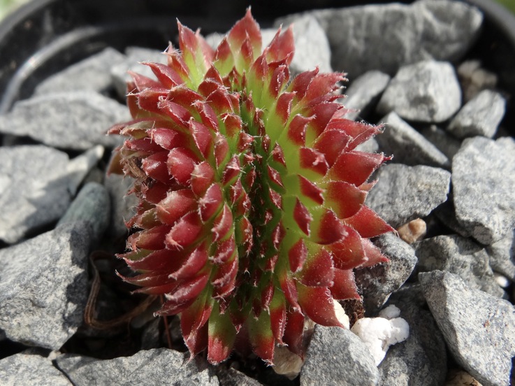 Butterbur Crests