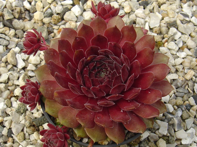 Haccombe Ruby