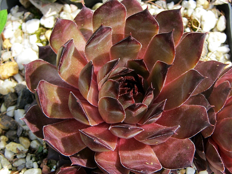 Blauer Ritter